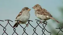 Врабчетата в България изчезват